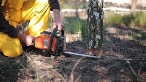 Best Seasonal Cleanup  in Fairview, MT